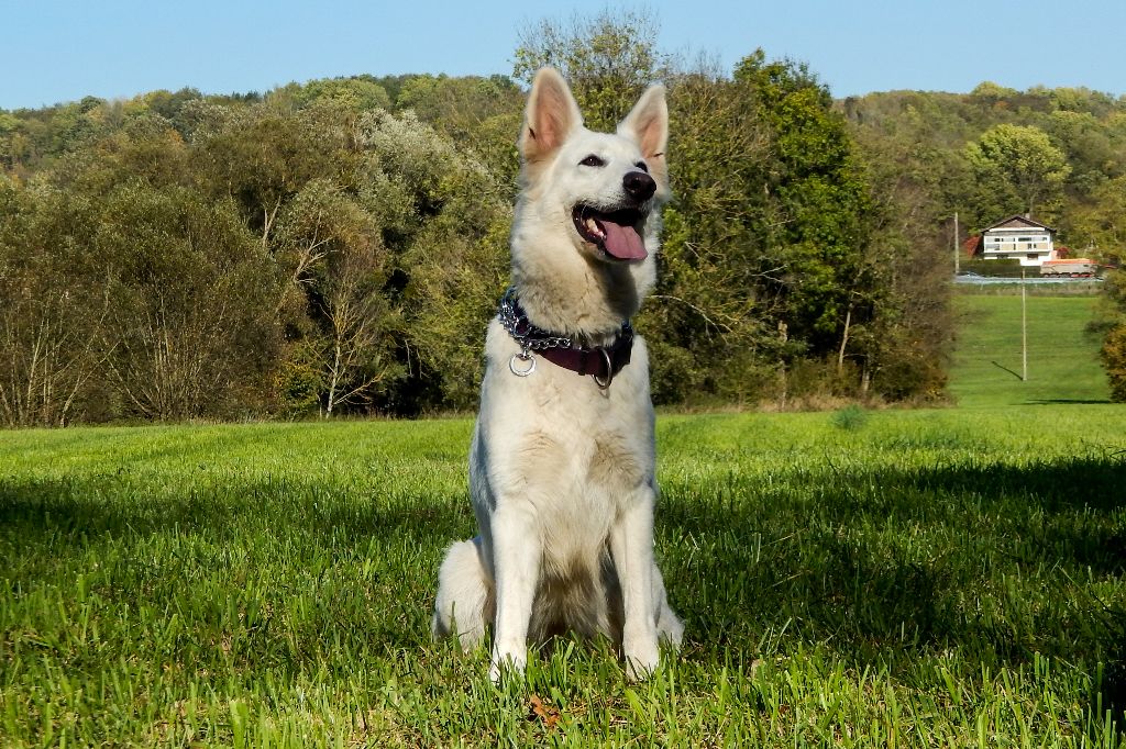 I'mila Du Paradis Des Loups Blancs